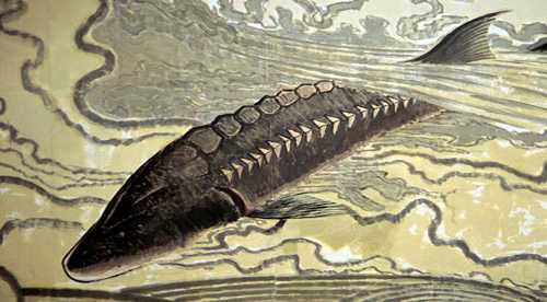 Traditional painting of Giant River Sturgeon