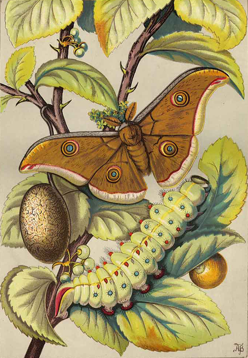 Silkworm print from 1800s